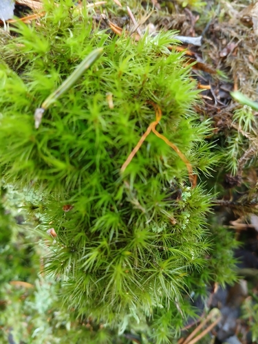 Dicranum scoparium observed 2026-10-23