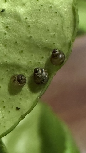 Lamellidea observed 2026-10-23