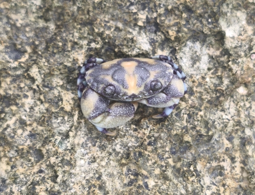 Lydia annulipes observed 2026-10-23