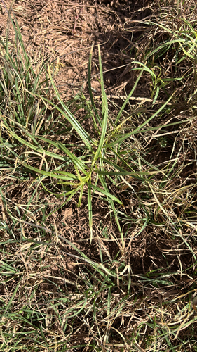 horsetail milkweed