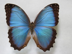 Morpho deidamia