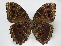 Morpho deidamia