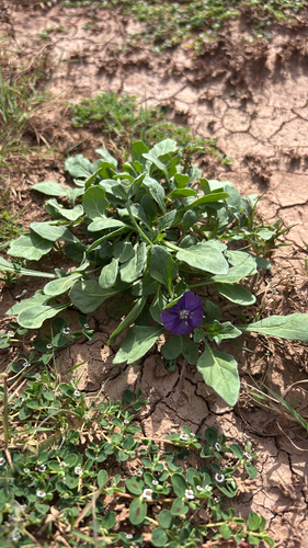 purple groundcherry