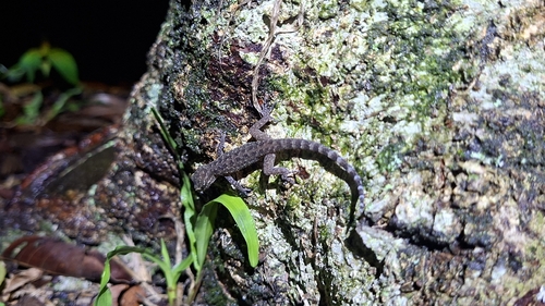 Cyrtodactylus marmoratus observed 2026-10-04