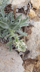 Oreocarya suffruticosa setosa