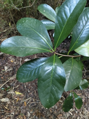 Corynocarpus laevigatus observed 2026-10-23