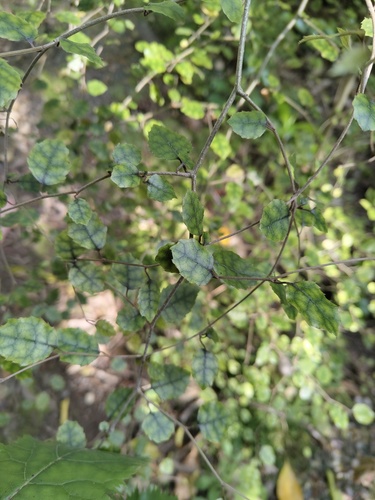 Carpodetus serratus observed 2026-10-23
