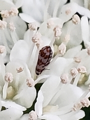 Anthrenus coloratus