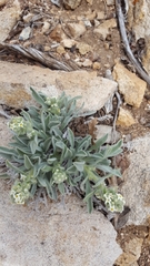 Oreocarya suffruticosa setosa