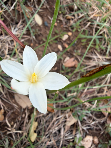 Zephyranthes chlorosolen, 2026-10-23