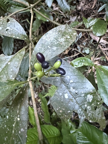 Rauvolfia verticillata observed 2026-10-23
