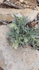 Oreocarya suffruticosa setosa