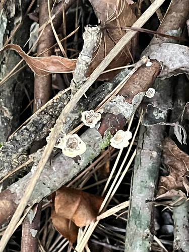 Poronidulus conchifer observed 2026-10-23