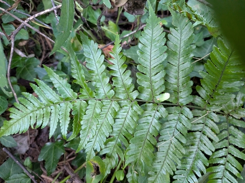 Dryopteris erythrosora observed 2026-10-23