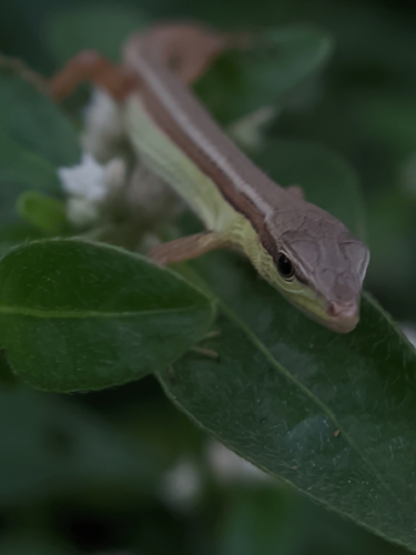 Takydromus sexlineatus observed 2026-10-23