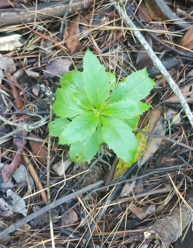 Erechtites hieraciifolius image