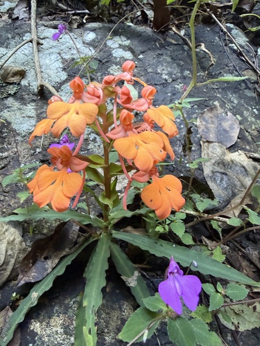 Habenaria rhodocheila, 2026-10-23