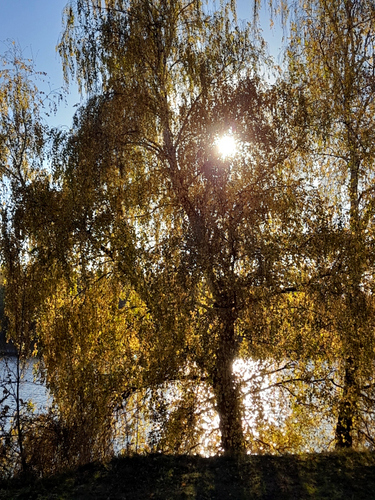 silver birch photograph by the iNaturalist community