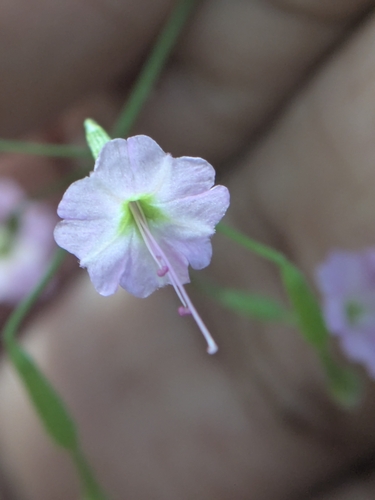 Commicarpus chinensis observed 2026-10-23