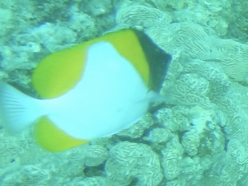 Hemitaurichthys polylepis observed 2026-10-20