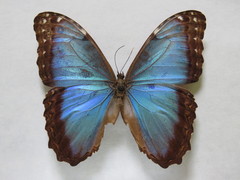 Morpho helenor narcissus