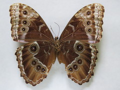 Morpho helenor narcissus