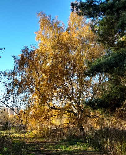 silver birch photograph by the iNaturalist community