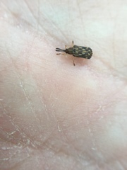 Sumitrosis inaequalis