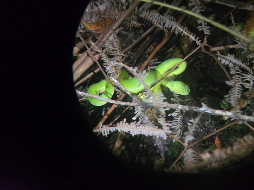 Trimeresurus popeiorum observed 2026-10-22