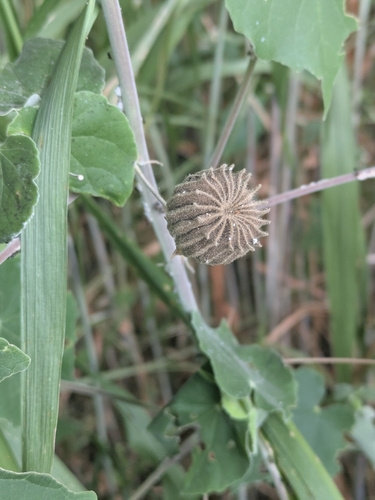 Abutilon indicum observed 2026-10-23