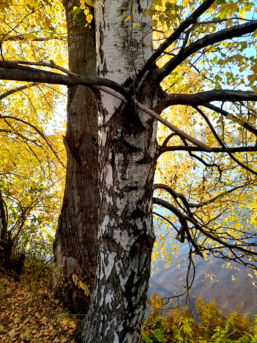 silver birch photograph by the iNaturalist community