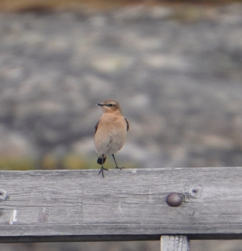 iNaturalist image