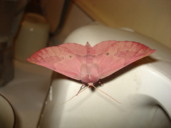 Monoctenia falernaria