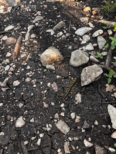 Giant Desert Centipede