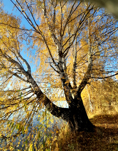 silver birch photograph by the iNaturalist community