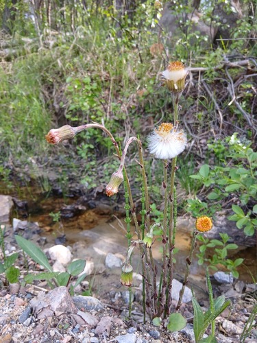 colt's-foot photograph by the iNaturalist community