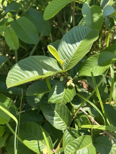 Psidium guajava observed 2026-10-22