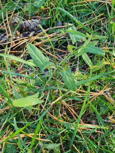 field bindweed photograph by the iNaturalist community