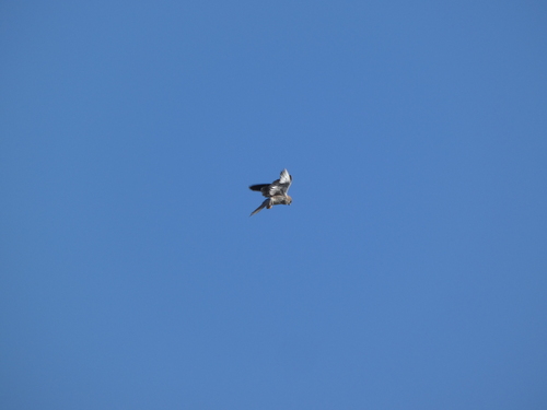 iNaturalist image
