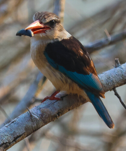 iNaturalist image
