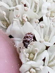 Anthrenus coloratus