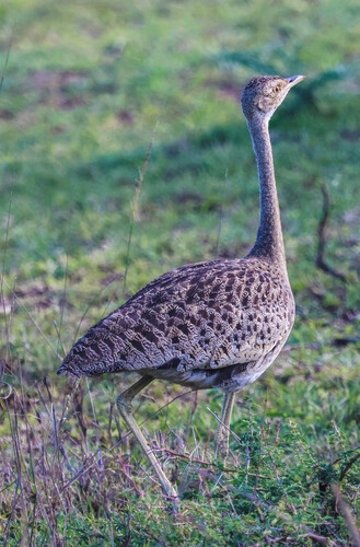 iNaturalist image