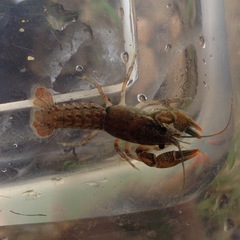 Lacunicambarus acanthura