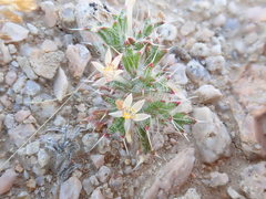 Loeseliastrum schottii