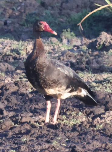 iNaturalist image