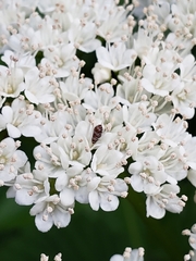 Anthrenus coloratus