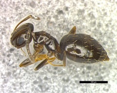 Brachymyrmex patagonicus