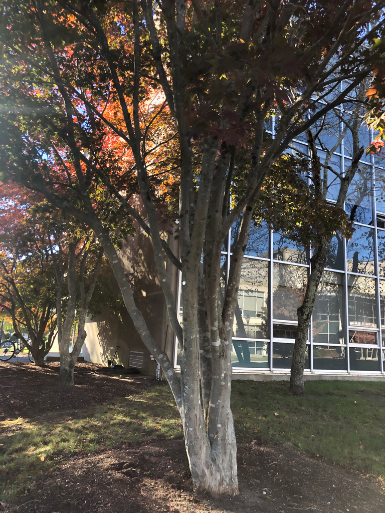 A photograph from Oct 23, 2026 near Lincoln & Cumberland parks, where the observer’s point is approximate.