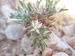 Loeseliastrum schottii