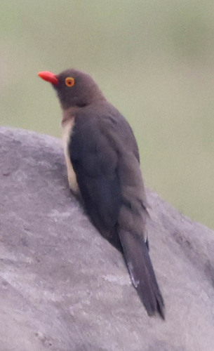 iNaturalist image